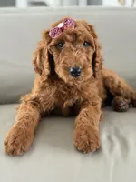 Monaco- F1b Standard , a female Goldendoodle for sale in Frostproof, FL – 7 of 10