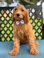 Savannah- F1b Standard , a female Goldendoodle for sale in Frostproof, FL – 7 of 10