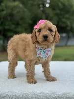 Trinity- F1b Mini , a female Goldendoodle for sale in Frostproof, FL – 7 of 10