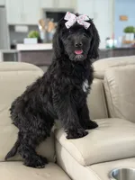 Onyx- F1 Standard , a female Goldendoodle for sale in Frostproof, FL – 8 of 10