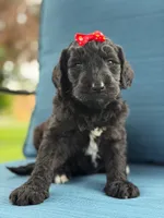 Opal- F1 Standard , a female Goldendoodle for sale in Frostproof, FL – 8 of 10