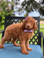 Summer- F1b Standard , a female Goldendoodle for sale in Frostproof, FL – 5 of 8