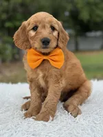 Apollo- F1 mini, a male Goldendoodle for sale in Frostproof, FL – 8 of 10