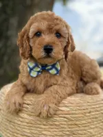 Sonic- F1b Toy, a male Goldendoodle for sale in Frostproof, FL – 8 of 10
