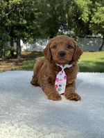 Theo- F1b Mini , a male Goldendoodle for sale in Frostproof, FL – 5 of 10