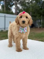 Reese- F1b Medium, a female Goldendoodle for sale in Frostproof, FL – 8 of 10