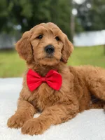 Winston- F1b Medium, a male Goldendoodle for sale in Frostproof, FL – 4 of 10