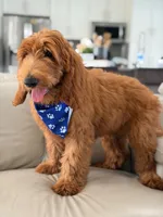 Weston- F1b Medium, a male Goldendoodle for sale in Frostproof, FL – 2 of 10