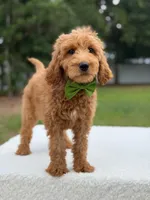 Ranger- F1b Medium , a male Goldendoodle for sale in Frostproof, FL – 2 of 9