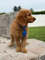 Enzo- F1B Medium, a male Goldendoodle for sale in Frostproof, FL – 7 of 10