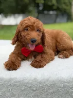 Tucker- F1b Mini , a male Goldendoodle for sale in Frostproof, FL – 6 of 10