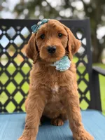 Trixie- F1b Medium , a female Goldendoodle for sale in Frostproof, FL – 2 of 10