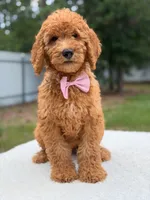 Maverick- F1b Standard , a male Goldendoodle for sale in Frostproof, FL – 6 of 9