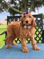 Savannah- F1b Standard , a female Goldendoodle for sale in Frostproof, FL – 5 of 10