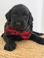 Ames- F1b Standard , a male Goldendoodle for sale in Frostproof, FL – 8 of 10