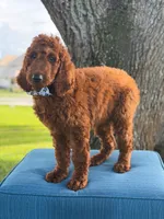 Graham- F1b Standard , a male Goldendoodle for sale in Frostproof, FL – 10 of 10