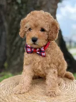 Mario- F1b Toy , a male Goldendoodle for sale in Frostproof, FL – 9 of 10