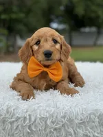 Apollo- F1 mini, a male Goldendoodle for sale in Frostproof, FL – 6 of 10