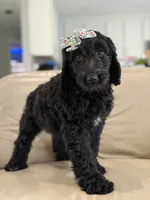Adore- F1b Standard , a female Goldendoodle for sale in Frostproof, FL – 10 of 10