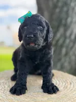 Alora- F1b Standard , a female Goldendoodle for sale in Frostproof, FL – 5 of 10