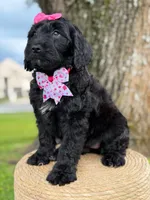 Diamond- F1 Standard, a female Goldendoodle for sale in Frostproof, FL – 5 of 10