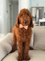 Griffin- F1b Standard , a male Goldendoodle for sale in Frostproof, FL – 7 of 10