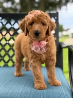 Bubbles- F1b Medium, a female Goldendoodle for sale in Frostproof, FL – 3 of 10