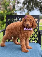 Summer- F1b Standard , a female Goldendoodle for sale in Frostproof, FL – 6 of 8