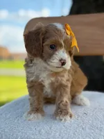 Joy- F1bb toy , a female Goldendoodle for sale in Frostproof, FL – 4 of 10