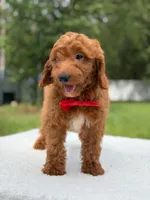 Tucker- F1b Mini , a male Goldendoodle for sale in Frostproof, FL – 8 of 10