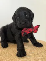 Ames- F1b Standard , a male Goldendoodle for sale in Frostproof, FL – 3 of 10