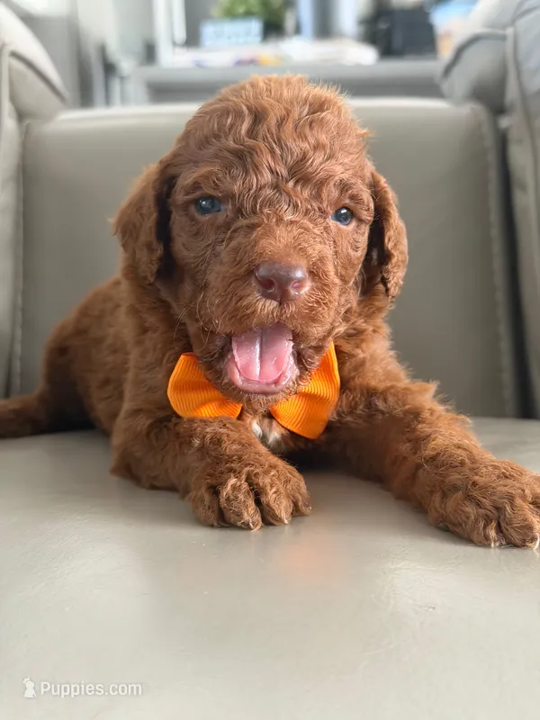 Samson- F1b Standard  – Goldendoodle puppy for sale in Frostproof, FL
