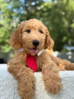 Aiden- F1 Mini, a male Goldendoodle for sale in Frostproof, FL – 1 of 10