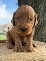 Luca- F1b Medium , a male Goldendoodle for sale in Frostproof, FL – 9 of 10