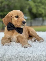 Archer- F1 Mini , a male Goldendoodle for sale in Frostproof, FL – 4 of 10