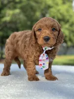 Theo- F1b Mini , a male Goldendoodle for sale in Frostproof, FL – 4 of 10