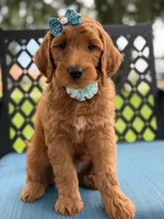 Trixie- F1b Medium , a female Goldendoodle for sale in Frostproof, FL – 3 of 10