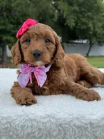 Tiana- F1b Mini , a female Goldendoodle for sale in Frostproof, FL – 3 of 9