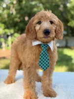 Apollo- F1 mini , a male Goldendoodle for sale in Frostproof, FL – 10 of 10