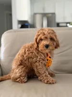 Jax- F1b Mini , a male Goldendoodle for sale in Frostproof, FL – 2 of 10