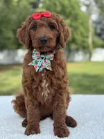 Cinnamon- F1b Standard , a female Goldendoodle for sale in Frostproof, FL – 9 of 10