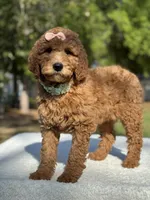 Princess- F1b Medium, a female Goldendoodle for sale in Frostproof, FL – Photo 8 of 10