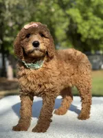 Princess- F1b Medium, a female Goldendoodle for sale in Frostproof, FL – Photo 6 of 10