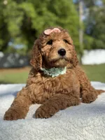 Princess- F1b Medium, a female Goldendoodle for sale in Frostproof, FL – Photo 9 of 10