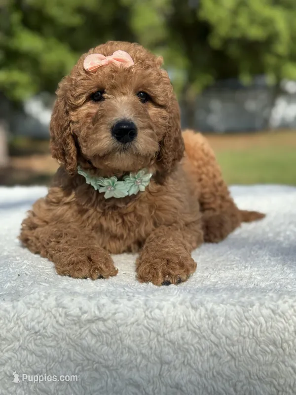 Princess- F1b Medium – Goldendoodle puppy for sale in Frostproof, FL