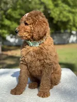 Princess- F1b Medium, a female Goldendoodle for sale in Frostproof, FL – Photo 5 of 10