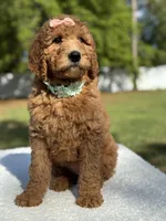 Princess- F1b Medium, a female Goldendoodle for sale in Frostproof, FL – Photo 3 of 10