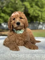 Princess- F1b Medium, a female Goldendoodle for sale in Frostproof, FL – Photo 2 of 10