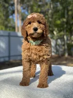 Princess- F1b Medium, a female Goldendoodle for sale in Frostproof, FL – Photo 10 of 10