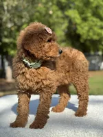 Princess- F1b Medium, a female Goldendoodle for sale in Frostproof, FL – Photo 7 of 10
